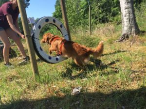 problemhund, upplevelsebana, hundlyftet, hundpsykolog